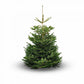 7-8ft Nordmann Fir
