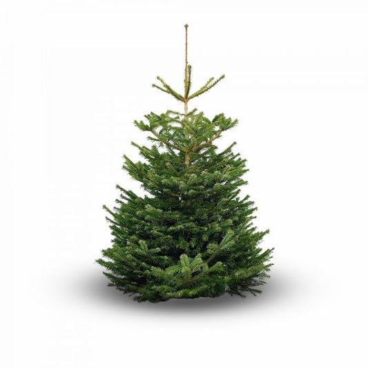 7-8ft Nordmann Fir